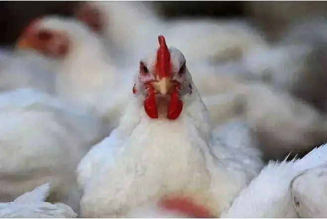 肉鸡养殖秋季气囊炎发病多的原因和靠谱防控方法